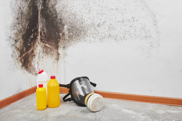 Office Mold Removal Services in Plymouth, MI