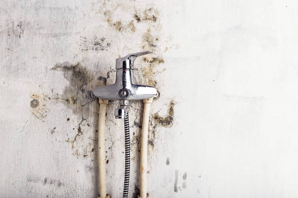 Best Mold Remediation  in Plymouth, MI