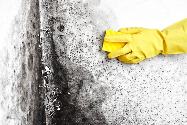 Best Residential Mold Removal  in Plymouth, MI