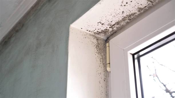Best Mold Removal Specialists  in Plymouth, MI