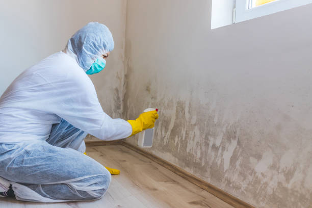 Professional Mold Removal in Plymouth, MI