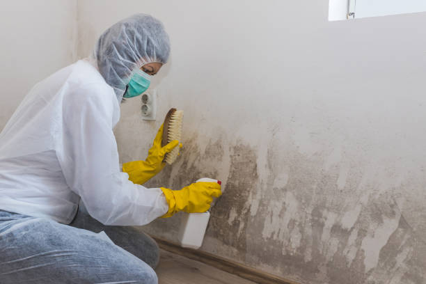 Best Mold Damage Repair  in Plymouth, MI