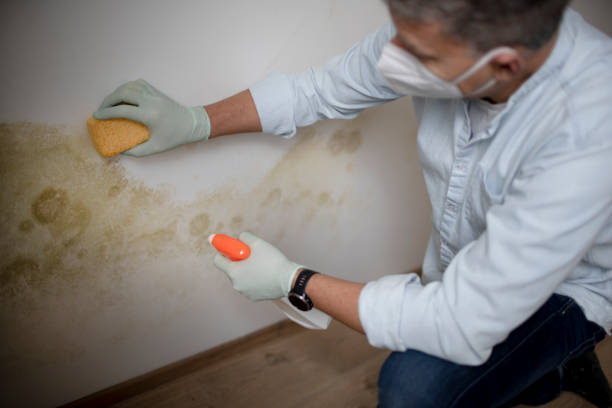 Trusted Plymouth, MI Mold Removal Experts