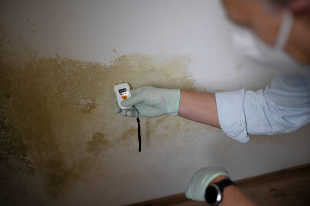 Home Mold Removal in Plymouth, MI