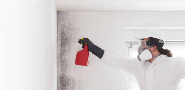 Best Mold Testing  in Plymouth, MI