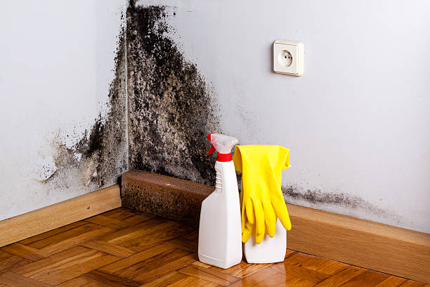 Attic Mold Removal in Plymouth, MI