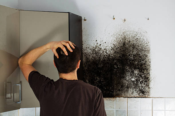 Best Home Mold Removal  in Plymouth, MI