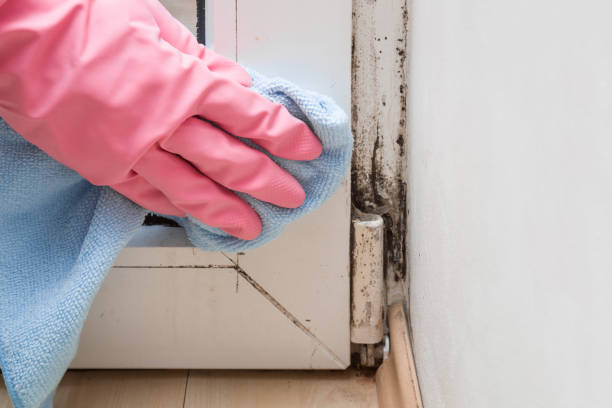 Best Certified Mold Removal  in Plymouth, MI