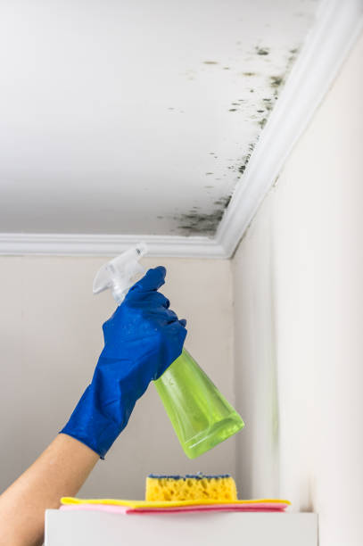 Best Mold Testing  in Plymouth, MI