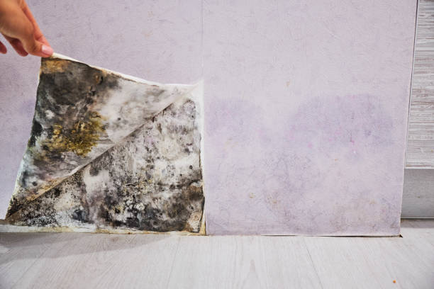  Plymouth, MI Mold Removal Pros